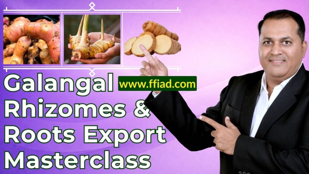 mc hm galangal rhizome 006 bur82dua